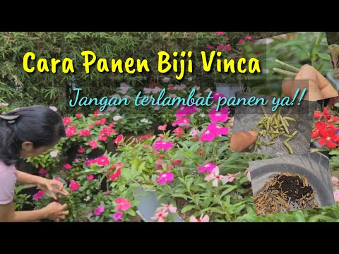 CARA PANEN BIJI