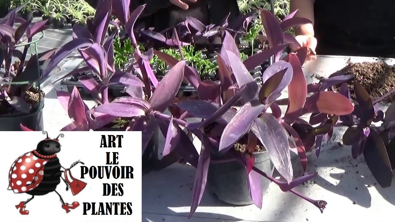 Garden string: Cutting of Tradescantia pallida (setcreasea) green plants  (indoor plants) - thptnganamst.edu.vn