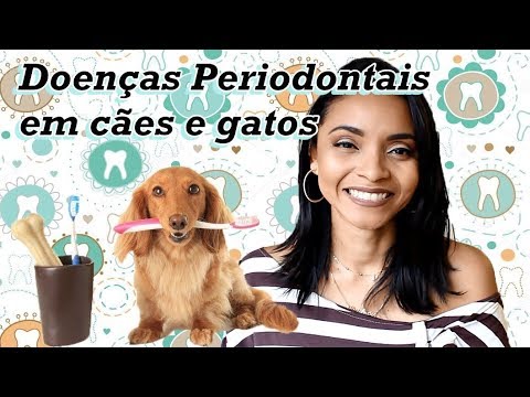Vídeo: Doença Periodontal em Cães