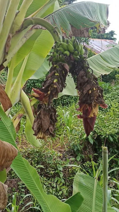 Wow amazing 1 tree but 3 hearts of Banana 🍌😱
