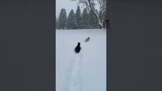 Scotties in snow!  #scottie #dog #scottishterrier #cute #shorts #short #snowdog #snow