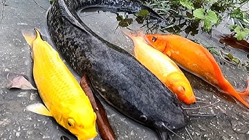 Bắt cá chép vàng, cá sộp, cá rô đồng, cá trê và các loại cá nước ngọt - Nam Bon TV