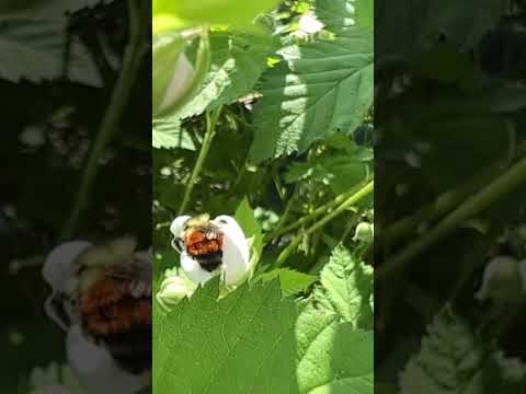 Video: Boysenberry-Insekten - Behandlung von häufigen Schädlingen von Boysenberry-Pflanzen