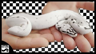 Black and White Ball Pythons with JD Constriction - Triple B TV Ep.286
