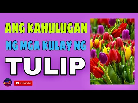 Video: Mga kulay ng tulip. Kahulugan ng Kulay ng Tulip