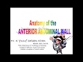 Anatomy of INGUINAL CANAL, INGUINAL HERNIAS & ANTERIOR ABDOMINAL WALL (Complete) || Dr. Yusuf ||