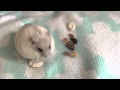 Winter White Hamster Care