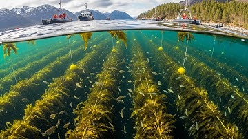 Norway is Growing Giant Seaweed forests to Fight CO2 Emissions and Power the Future