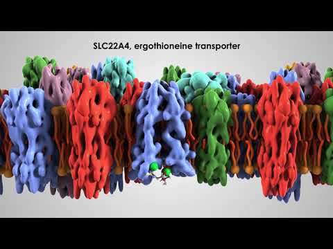 How drugs and nutrients get into cells