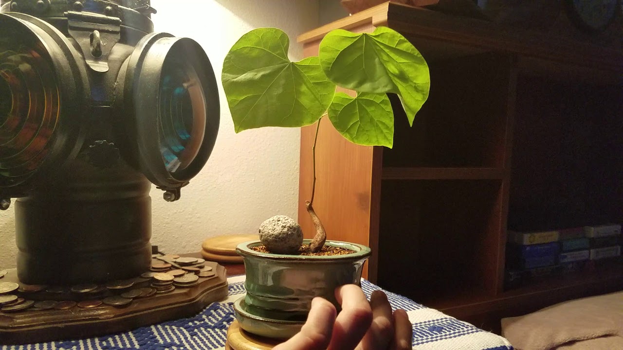 Southern Catalpa Bonsai Early Training YouTube