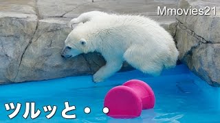 Polar Bear Cub slipped and fell 誘うララ　滑り落ちるリラ