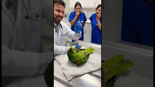 El Loro Dramático En El Veterinario
