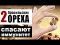 Бразильский орех - почему 2 ореха в день спасут наш иммунитет и не только