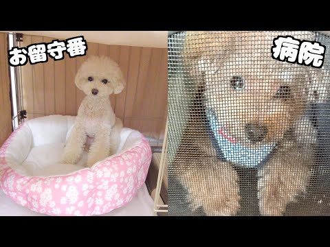 兄犬は病院、妹犬は初めてフリーのお留守番をそれぞれ頑張りました！