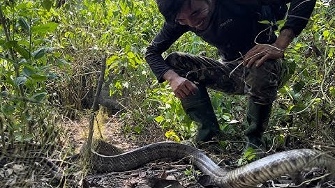 Hạ Gục Hàng Loạt Rắn Khủng Ở Đầm Mã Trắng : many big snakes in the graveyard