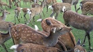 The Calling of the Deer | मृग/हिरण हरुलाई खाना खान बोलाउदै |