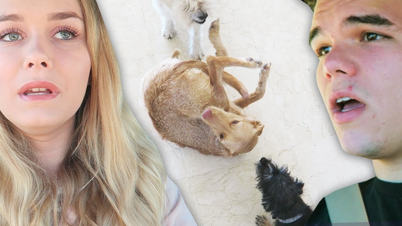 They Attacked My Dog Vlog W Jelly Youtube