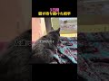 鳥を愛した猫