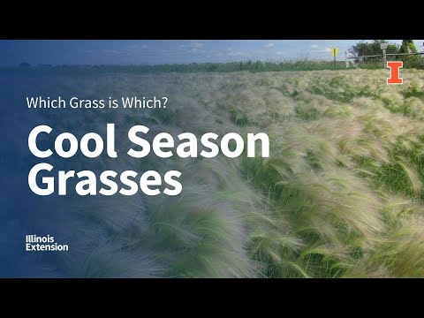 Video: Cool Season Grass Identifiers - Difference Between Warm And Cool Season Grass