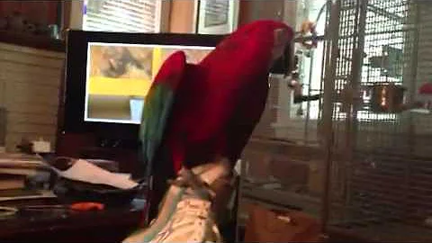 Bird Fan