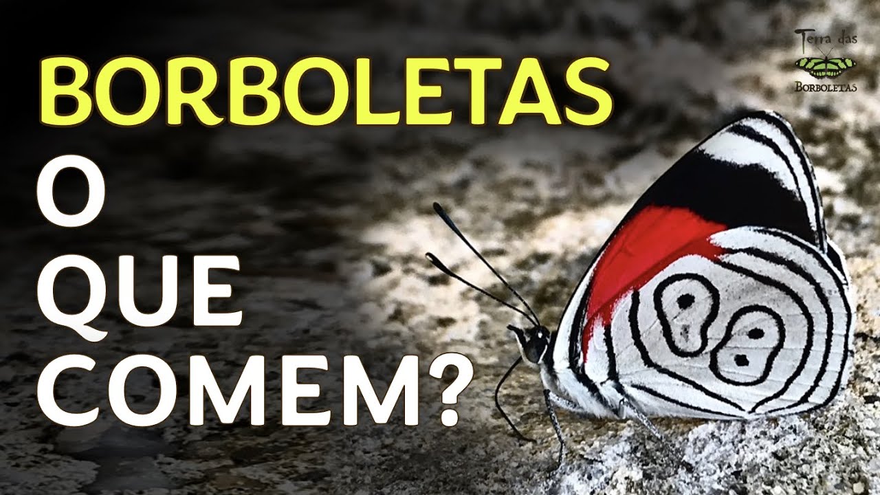 O que as borboletas comem?