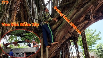 Vua Khỉ Miền Tây cưa mé nhánh cây Sộp Đại Thụ hơn 200 năm tuổi ở Long An (1/3). Cutting poplar tree.