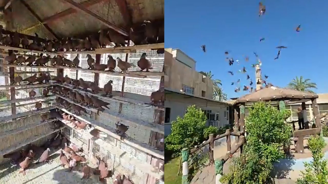 زياره ميدانيه يم الكابتن ايهاب البهادلي