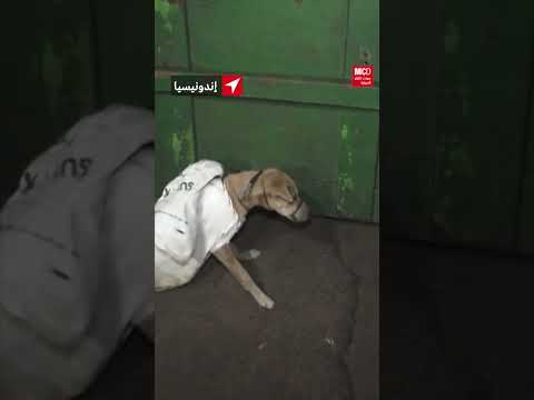 الشرطة الأندونيسية تضبط شاحنة تنقل 200 كلب معدة للإستهلاك