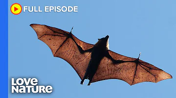 The World's Biggest Bat | Secrets of Wild Australia Ep104