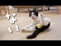 やんちゃ子猫が去勢手術を受けた結果