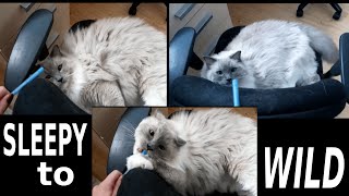 Ragdoll Cat From Sleepy To Wild by Bowie The Ragdoll Cat 2,145 views 3 years ago 1 minute, 55 seconds