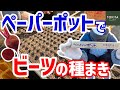 【育苗】ペーパーポットを使ってビーツの種まき！【移植栽培】