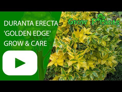 Duranta erecta 'Golden Edge' - grow & care