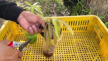 🔴LIVE: 🌿How to grow mango at home -  mango grafting method
