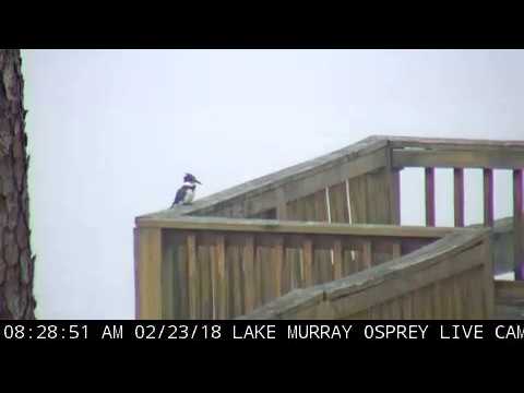 Belted Kingfisher eats fish, 02.23.2018 - YouTube