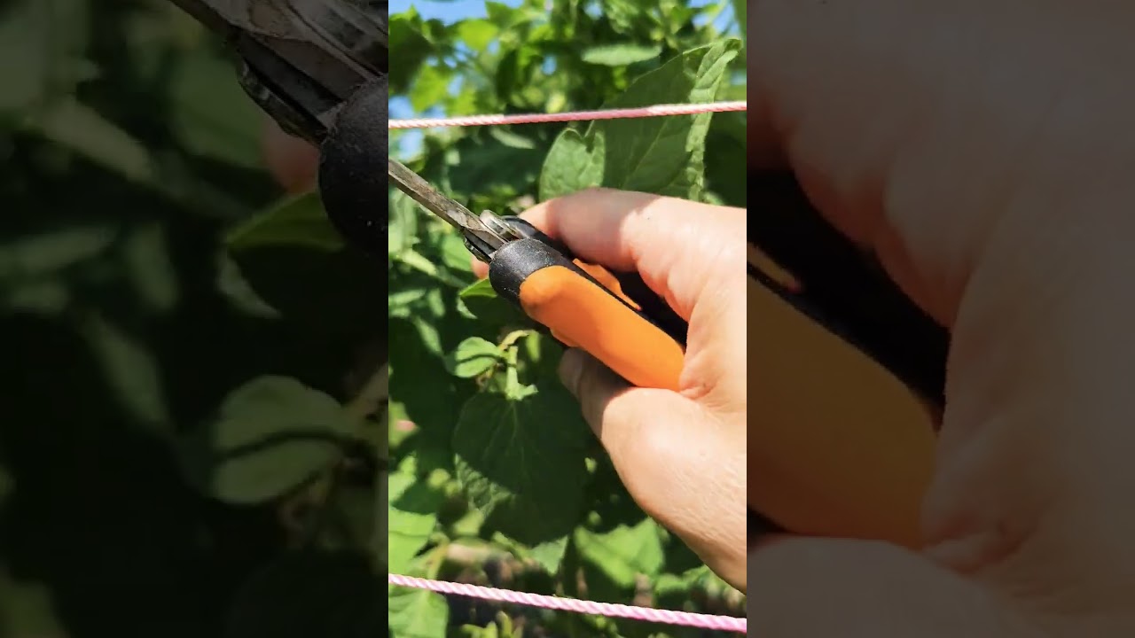 Are You Pruning Your Tomatoes Wrong? | Fix This Common Mistake! Suckers. 