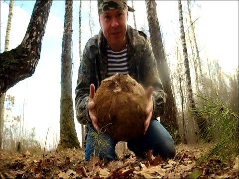 Лангерманния гигантская - огромный съедобный гриб, дождевик