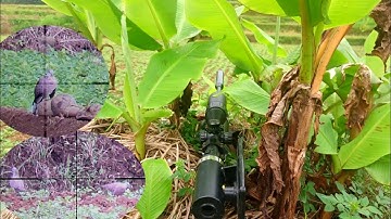 BERBURU TEKUKUR TARGET BAWAH DIKEBUN KACANG
