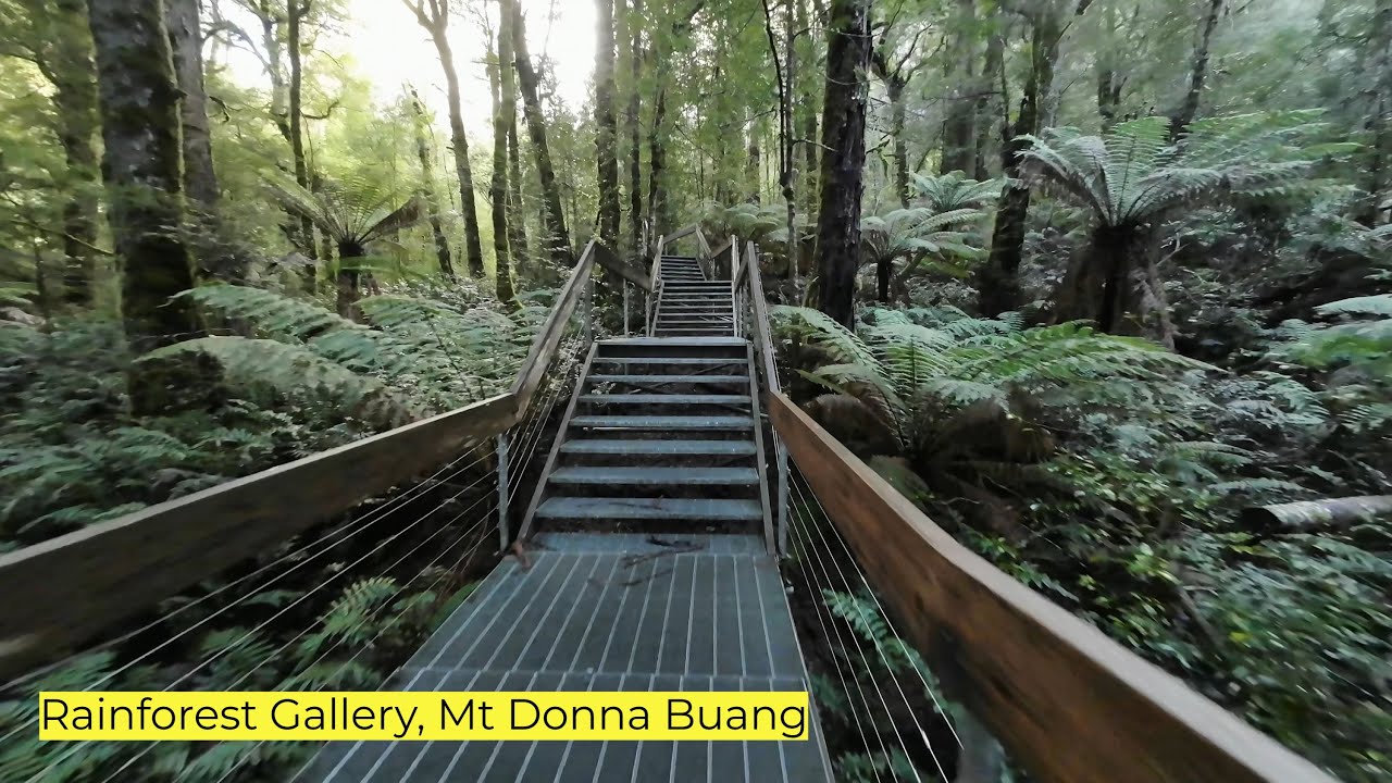 Rainforest Gallery, Mt Donna Buang