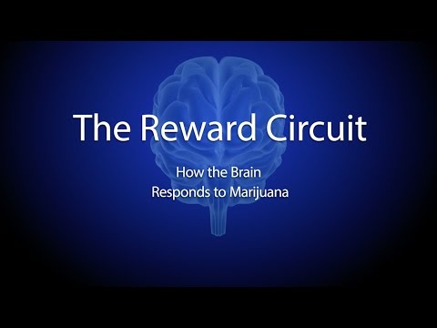 The Reward Circuit: How the Brain Responds to Marijuana