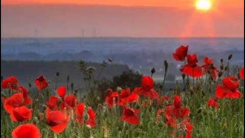 تلاوة خاشعة للشيخ ياسر الدوسري