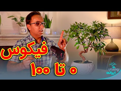 کاملترین ویدیو درباره بنسای فیکوس رتوزا  