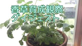コリアンダーや香草を種から育てる【Coriander】