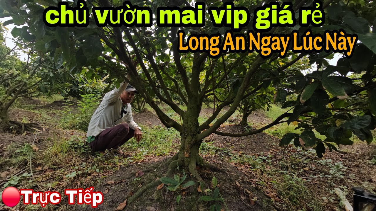 Chủ Vườn Mai Vip Cần Tiền Bán Gấp Giá Rẻ Long An Ngay Lúc Này 