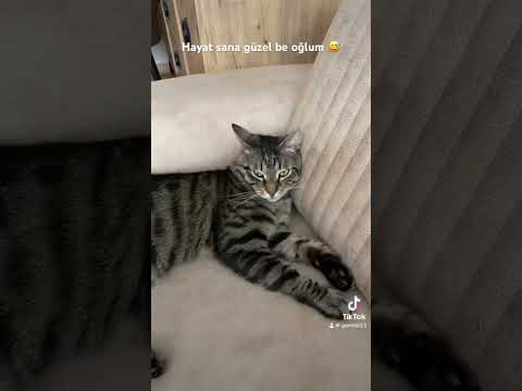 Bu hayatta kedi