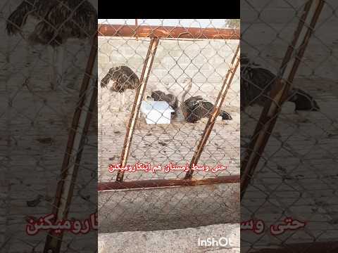 شترمرغ بخاطر طبع گرم آب بازی رو خیلی دوست داره حتی توی زمستون شترمرغ حیوانات Birds گرما 