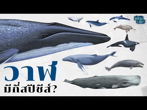 วีดีโอ: วาฬขาวและน้ำเงิน: ขนาด. วาฬที่ใหญ่ที่สุด: มิติ