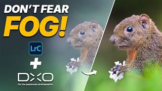 How to Fix Foggy Wildlife Photos (Don’t Throw Them Away!) screenshot 2