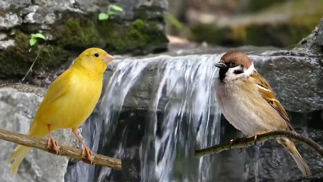 terapi relaksasi suara burung kenari dan gereja tarung di sertai gemericik air