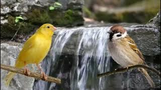 terapi relaksasi suara burung kenari dan gereja tarung di sertai gemericik air